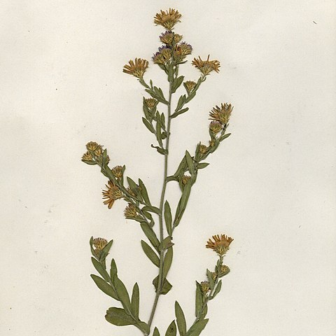 Symphyotrichum x woldenii unspecified picture