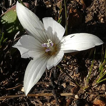 Romulea viridibracteata unspecified picture
