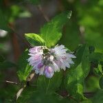Deutzia crenata flower picture by Patrick FAYOLLE (cc-by-sa)