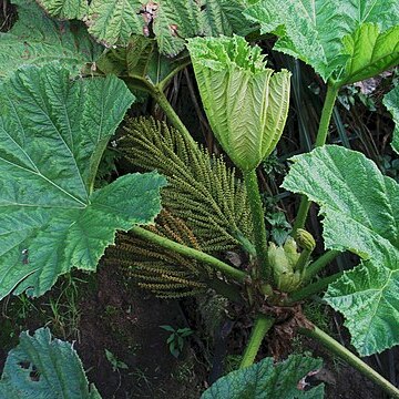 Gunnera petaloidea unspecified picture