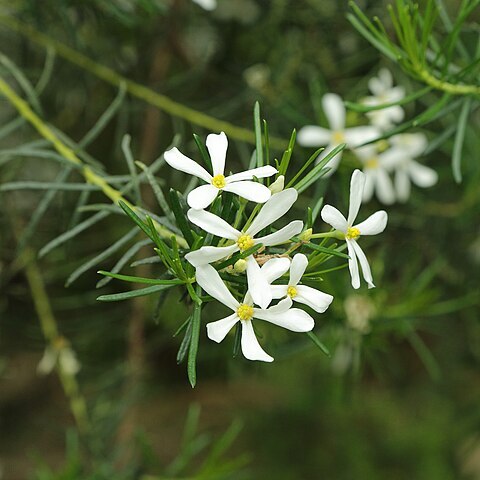 Ricinocarpos tuberculatus unspecified picture