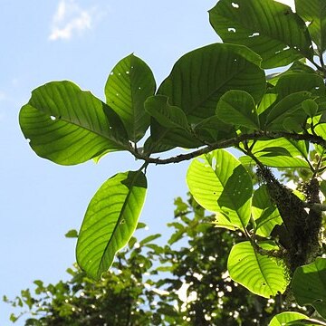 Magnolia caricifragans unspecified picture
