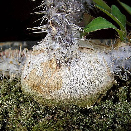 Euphorbia milii var. tenuispina unspecified picture