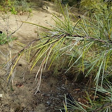 Acacia cyperophylla var. omearana unspecified picture