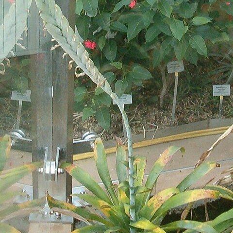 Tillandsia heterophylla unspecified picture