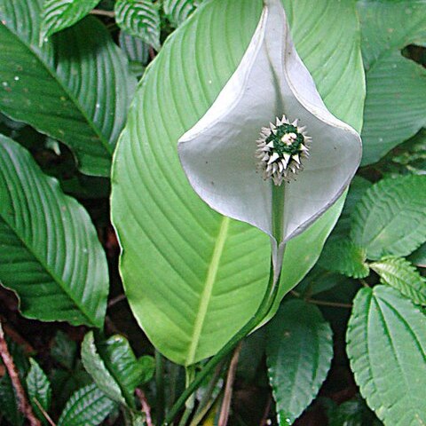 Spathiphyllum wendlandii unspecified picture