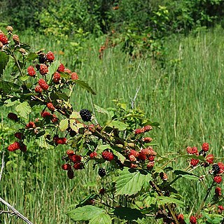 Rubus allegheniensis unspecified picture