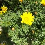 Glebionis coronaria habit picture by Patrice Nodet (cc-by-sa)