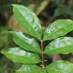 Malpighia glabra leaf picture by Nelson Zamora Villalobos (cc-by-nc)