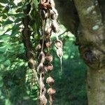 Sophora microphylla fruit picture by solange saravia (cc-by-sa)