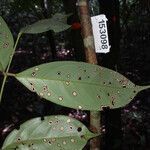 Swartzia polyphylla leaf picture by Lisa Moreno (cc-by-sa)