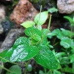 Peperomia pellucida leaf picture by Guimarães Alana (cc-by-sa)