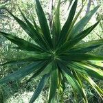 Dracaena reflexa habit picture by Daniel Barthelemy (cc-by-nc)