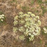 Peucedanum oreoselinum flower picture by sakalian (cc-by-sa)
