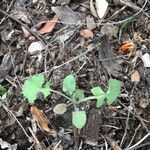 Sonchus tenerrimus leaf picture by Odile DOLIDON (cc-by-sa)