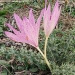 Colchicum bivonae flower picture by Rossen Vassilev (cc-by-sa)