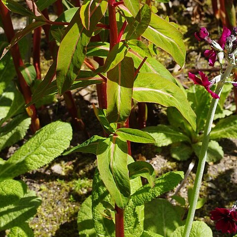Euphorbia rubriflora unspecified picture