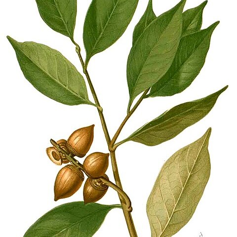 Lithocarpus pseudoreinwardtii unspecified picture