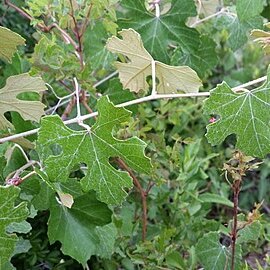 Vitis shuttleworthii unspecified picture