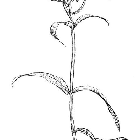 Lilium debile unspecified picture