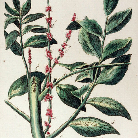 Brucea unspecified picture