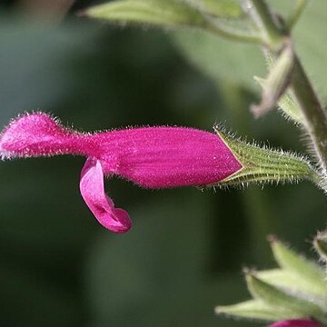 Salvia dorisiana unspecified picture