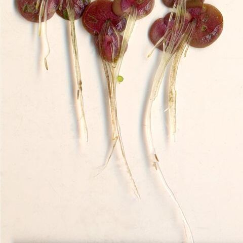Spirodela unspecified picture