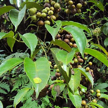 Tetrastigma leucostaphylum unspecified picture