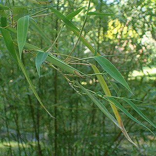 Phyllostachys platyglossa unspecified picture