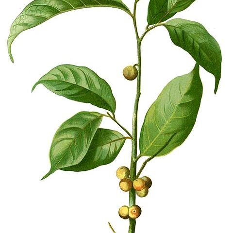 Ficus heteropleura unspecified picture