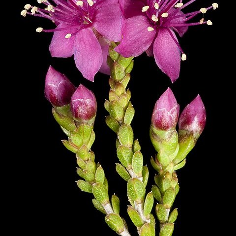 Homalocalyx unspecified picture