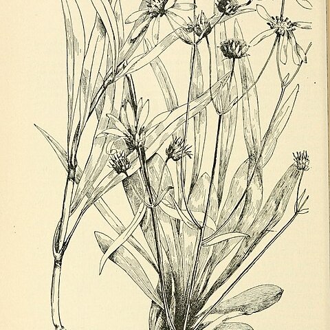 Helianthus longifolius unspecified picture