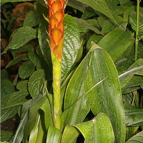 Pitcairnia wendlandii unspecified picture