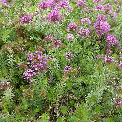 Phuopsis unspecified picture