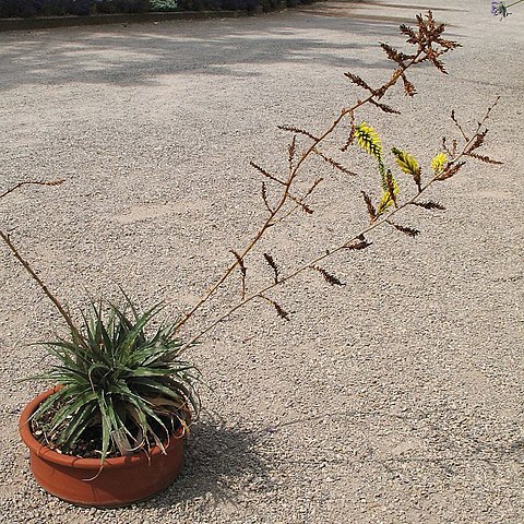 Deuterocohnia schreiteri unspecified picture