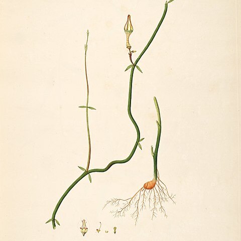 Ceropegia juncea unspecified picture
