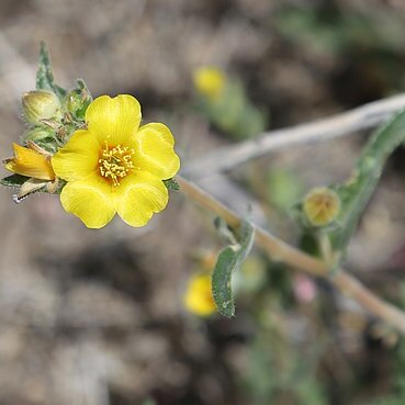 Mentzelia nitens unspecified picture