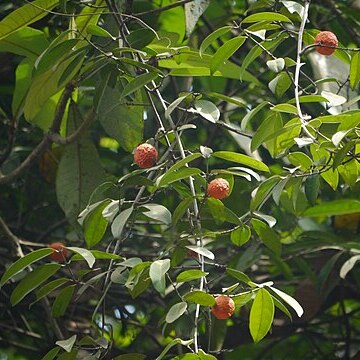 Salacia macrosperma unspecified picture