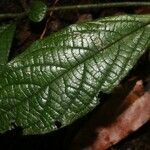 Cordia nodosa leaf picture by Jean-François Molino (cc-by-sa)