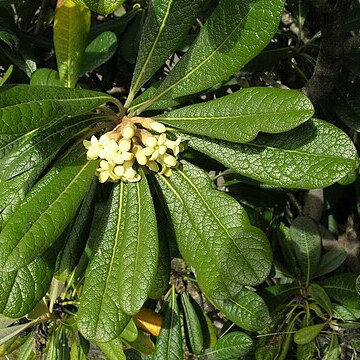 Pittosporaceae unspecified picture