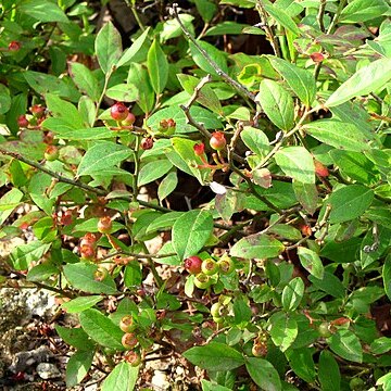 Amelanchier humilis unspecified picture