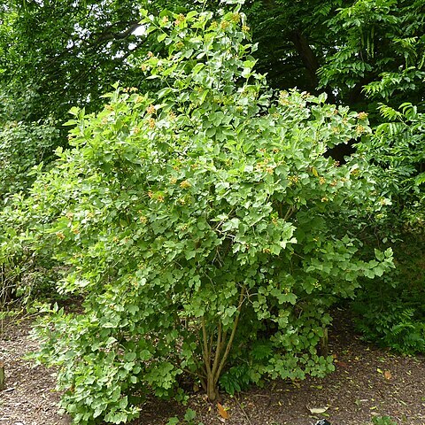 Viburnum sargentii unspecified picture