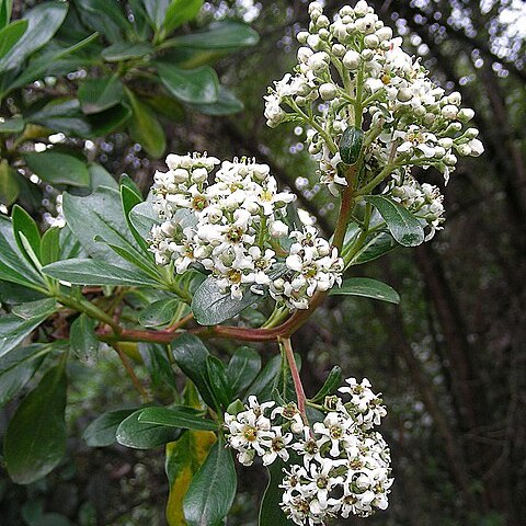 Escallonia paniculata unspecified picture