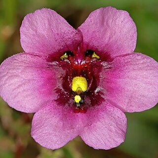 Diascia diffusa unspecified picture