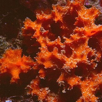 Acanthella unspecified picture