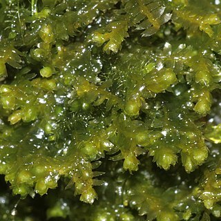 Bazzania flaccida unspecified picture