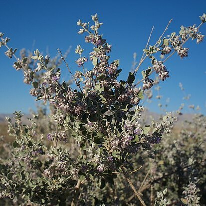 Condea unspecified picture
