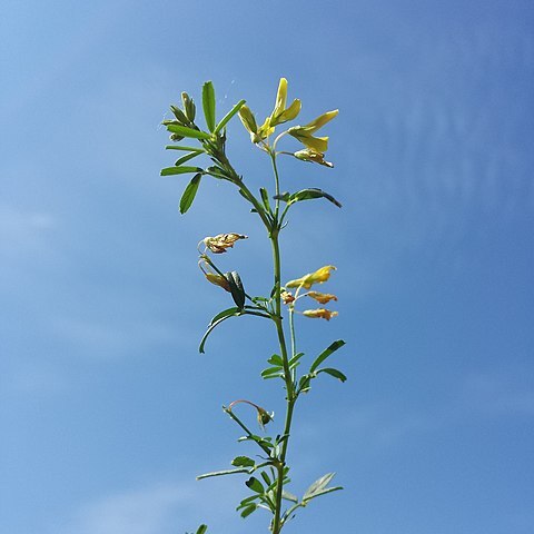 Medicago prostrata unspecified picture