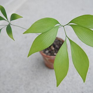 Bowenia unspecified picture