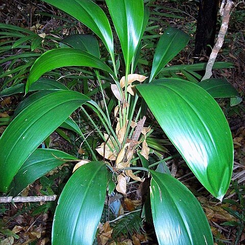 Cordyline manners-suttoniae unspecified picture